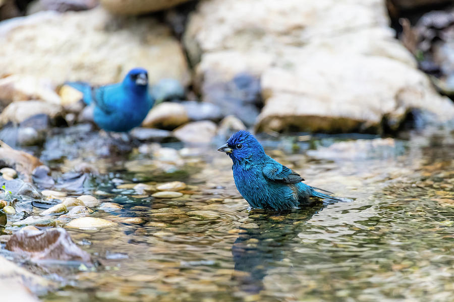 Bathing Photograph - Indigo Buntings Male Bathing, Marion by Richard and Susan Day
