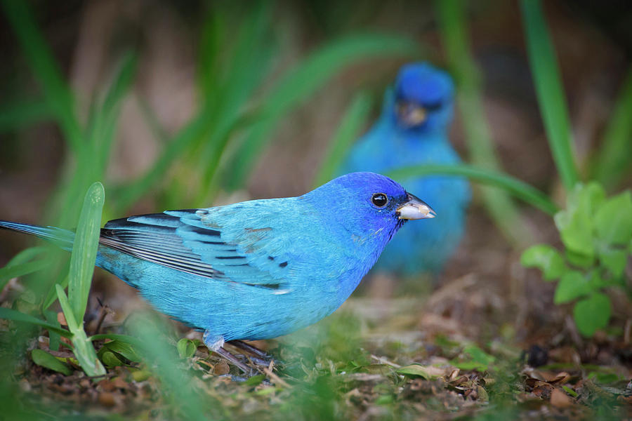 indigo bunting