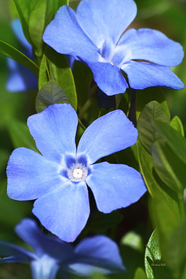 Periwinkle Flowers Photograph by Christina Rollo