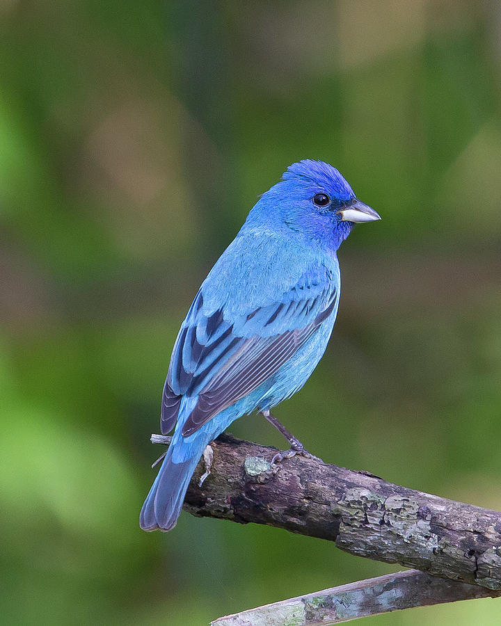 Indigo the other Bluebird Photograph by Jim E Johnson