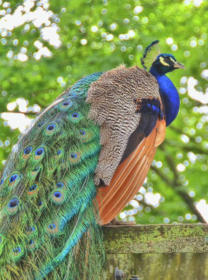 Indian Peacock Photograph by Jamart Photography