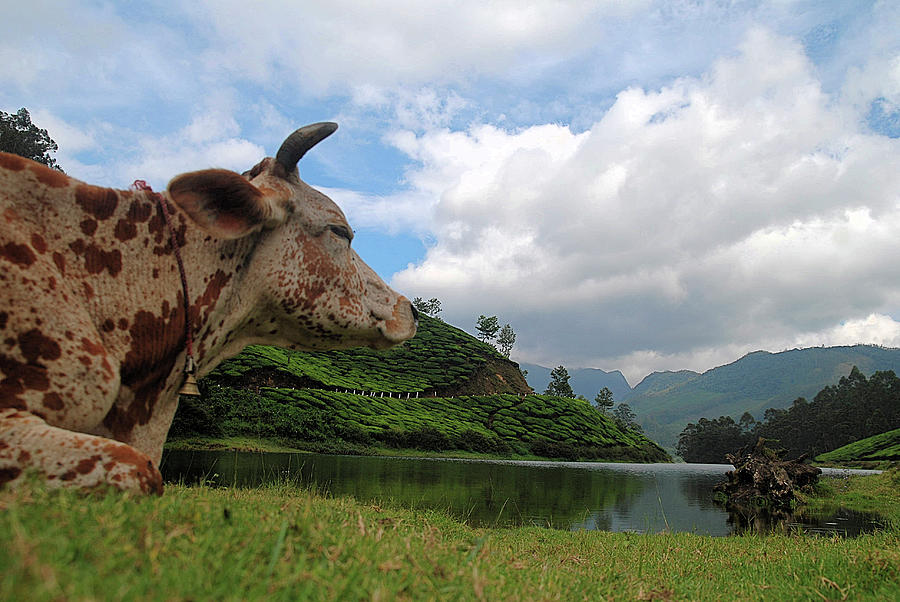 Indo - Swiss Cows View Of Munnar Photograph by Bobinson K B