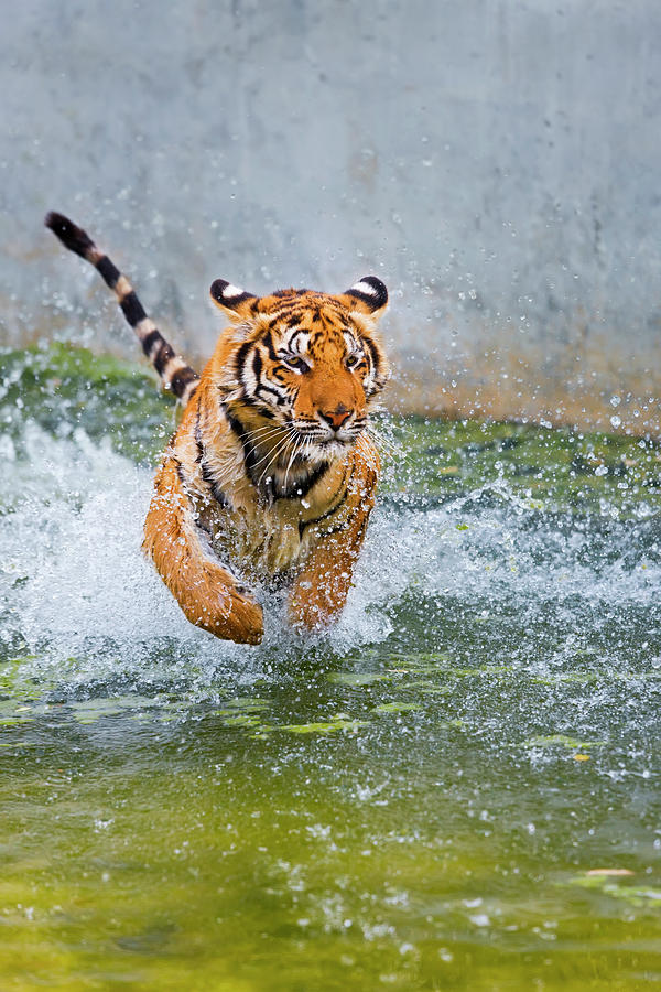 Indochinese Or Corbetts Tiger Running Photograph by Peter Adams