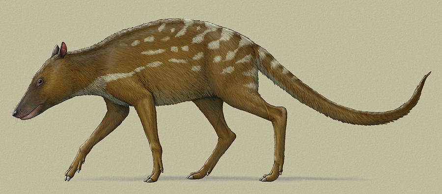 Indohyus Prehistoric Mammal, Side View Photograph by Heraldo Mussolini