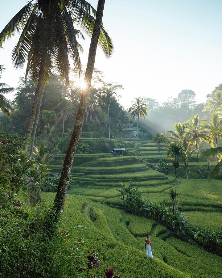 Indonesia, Bali Island, Bali, Ubud, Tegalalang Rice Terraces Near Ubud ...