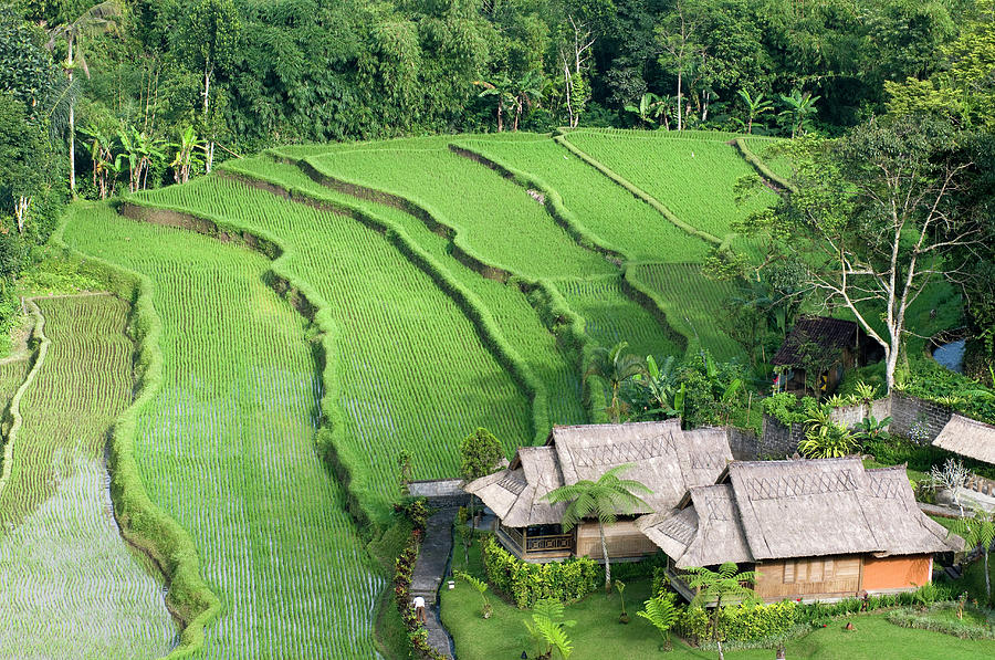 Indonesia, Bali, Subak Irrigation System By Gerault Gregory / Hemis.fr