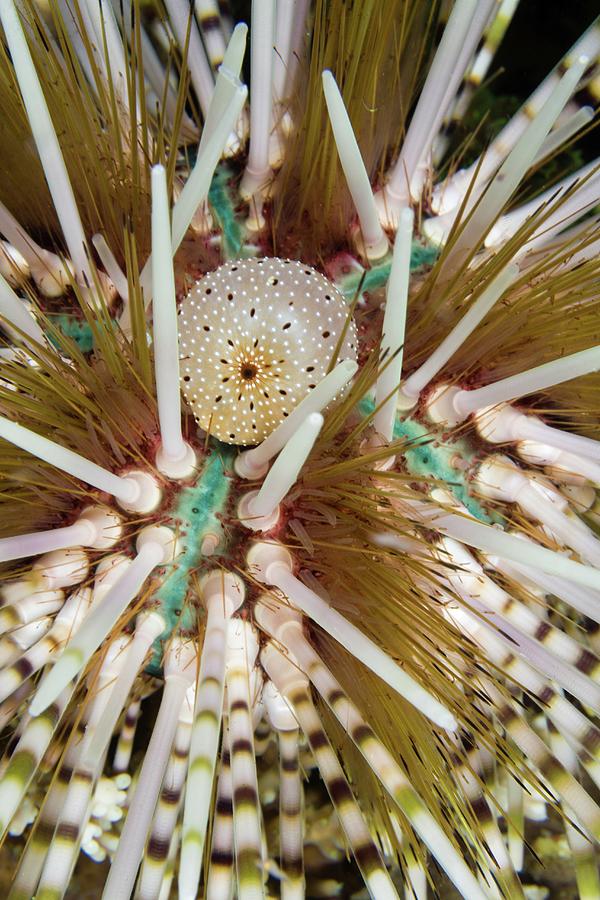 Indonesia, Komodo, Sea Urchin Detail Photograph by Michele Westmorland