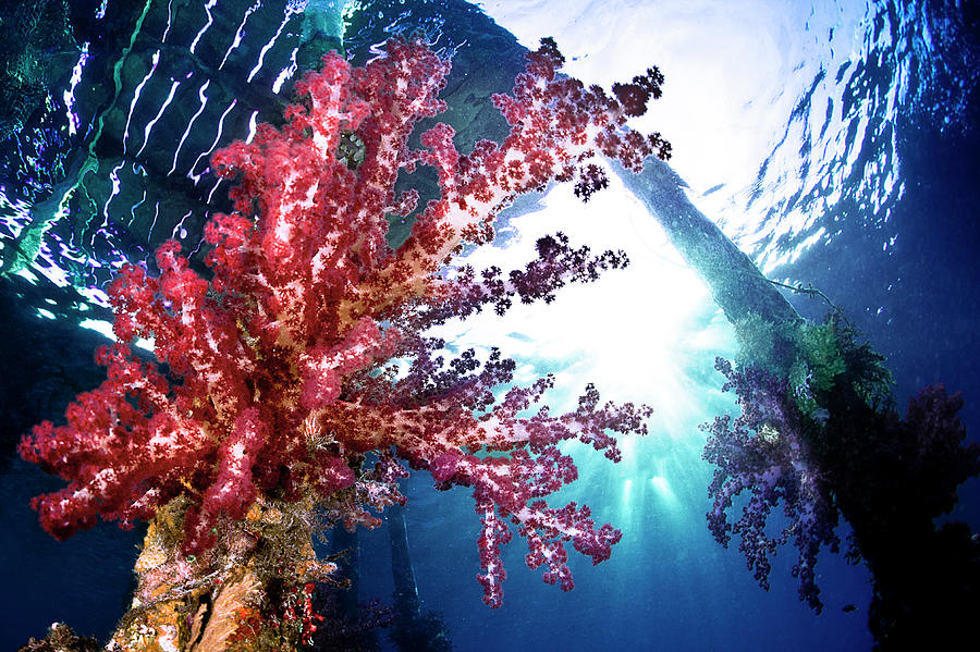 Indonesia, New Guinea, West Papua Province, Raja Ampat Islands, Red Soft Coral Grown Under The Jetty Digital Art by Giordano Cipriani