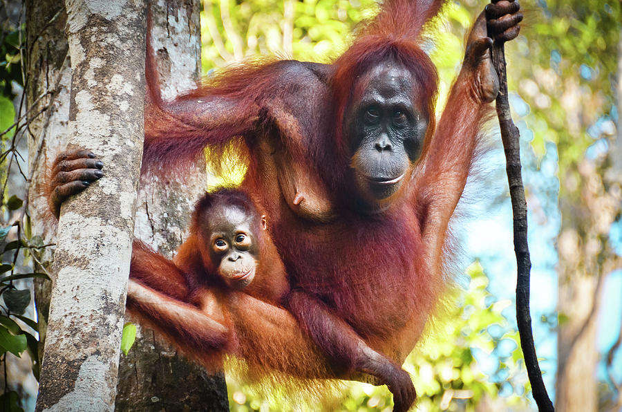 Indonesian Orangutan Family Photograph by Volanthevist