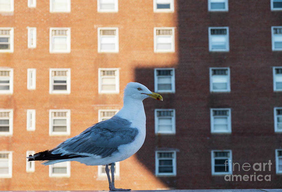 Urban Photograph - Independent by Len Tauro Urban Photograph - Independent by Len Tauro
