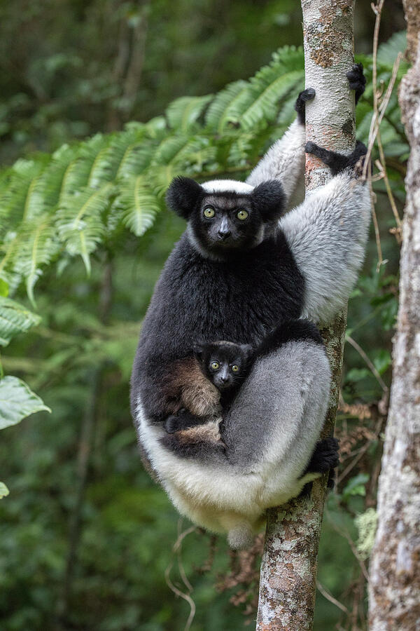 Indri Portrait Of A Female With A Newborn Baby. Maromizaha Photograph by David Pattyn / Naturepl.com Indri Portrait Of A Female With A Newborn Baby. Maromizaha Photograph by David Pattyn / Naturepl.com