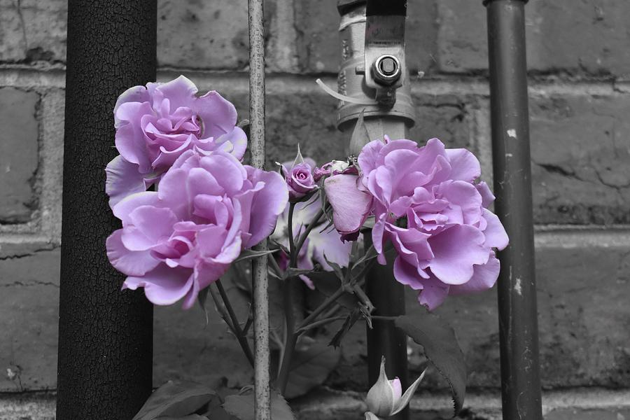 Industrial Roses Photograph by Yolanda Caporn