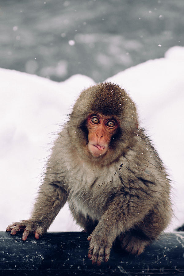 Infant Japanese Snow Monkey Photograph by Photography By Martin Irwin