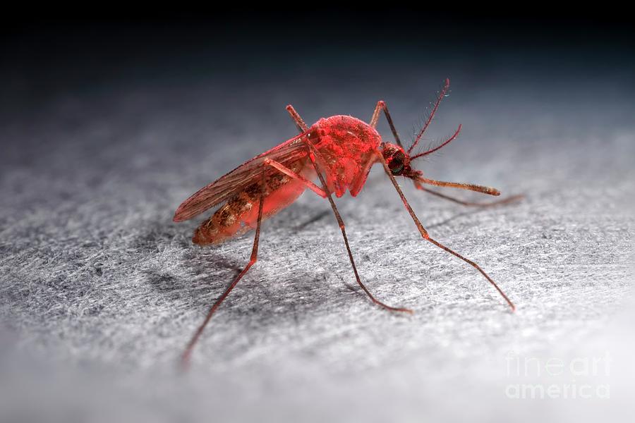 Infected Culex Mosquito Dusted With Tracking Powder Photograph by Ird
