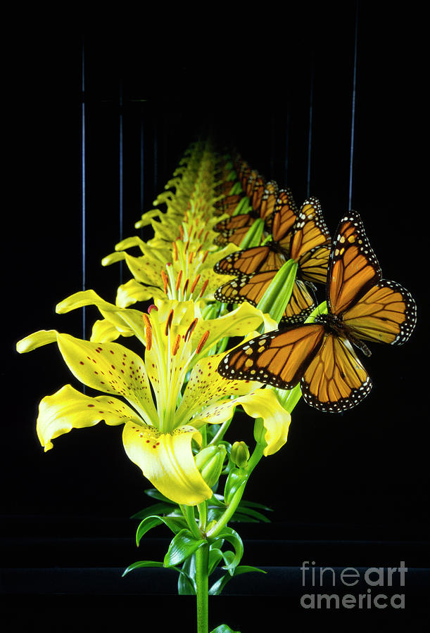 Infinite Images Of Butterfly And Lily Photograph by Vaughan Fleming/david Parker/science Photo Library