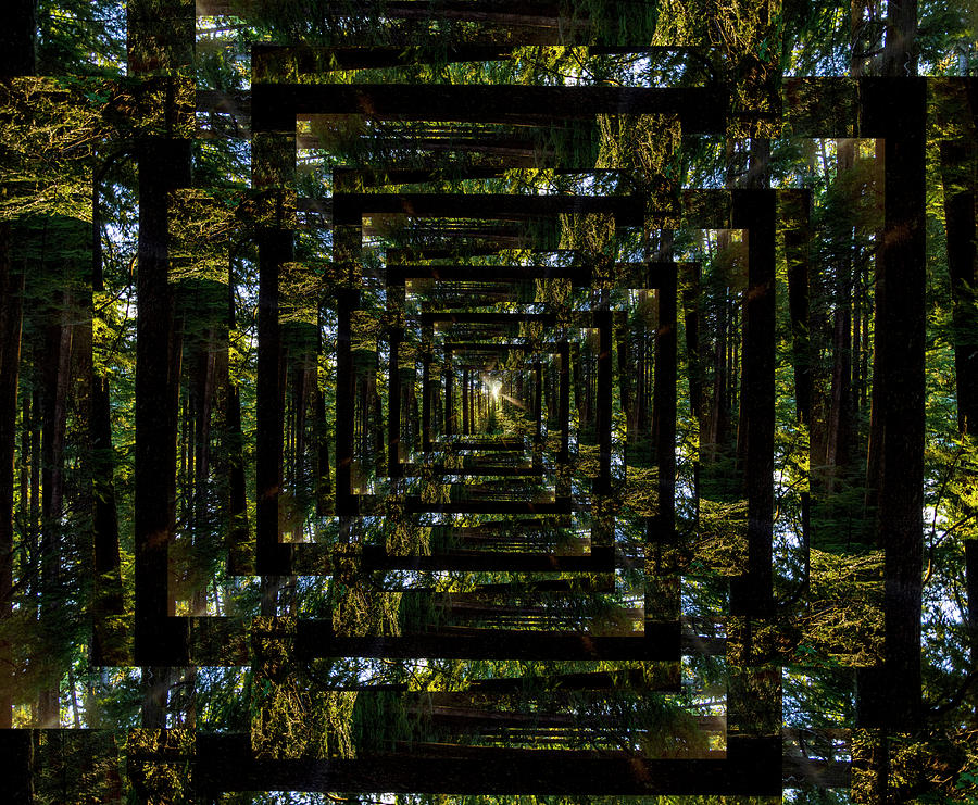 Infinity Tunnel Forest Sunburst Digital Art