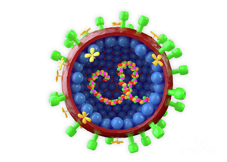 Influenza A Virus Photograph by Roger Harris/science Photo Library ...