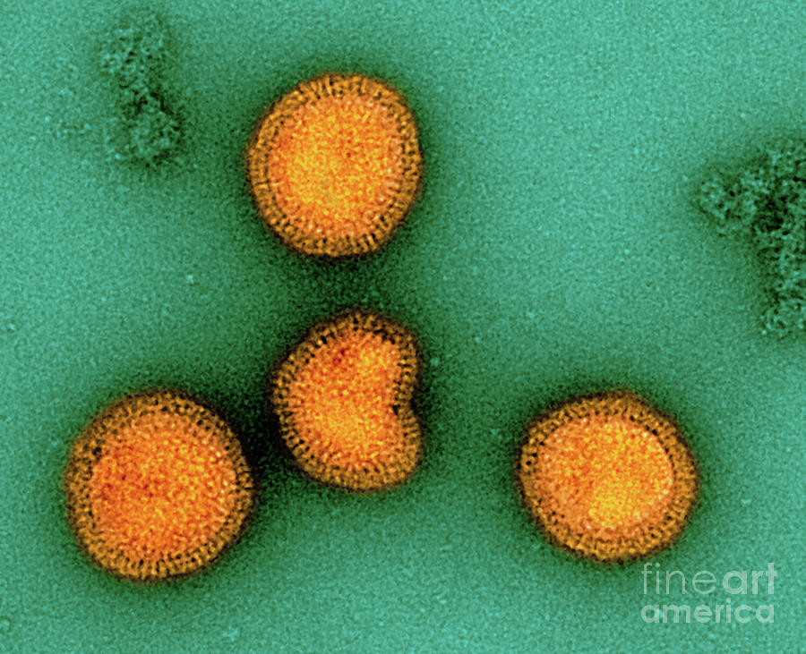 Influenza B Virus Particles Photograph by Niaid/national Institutes Of