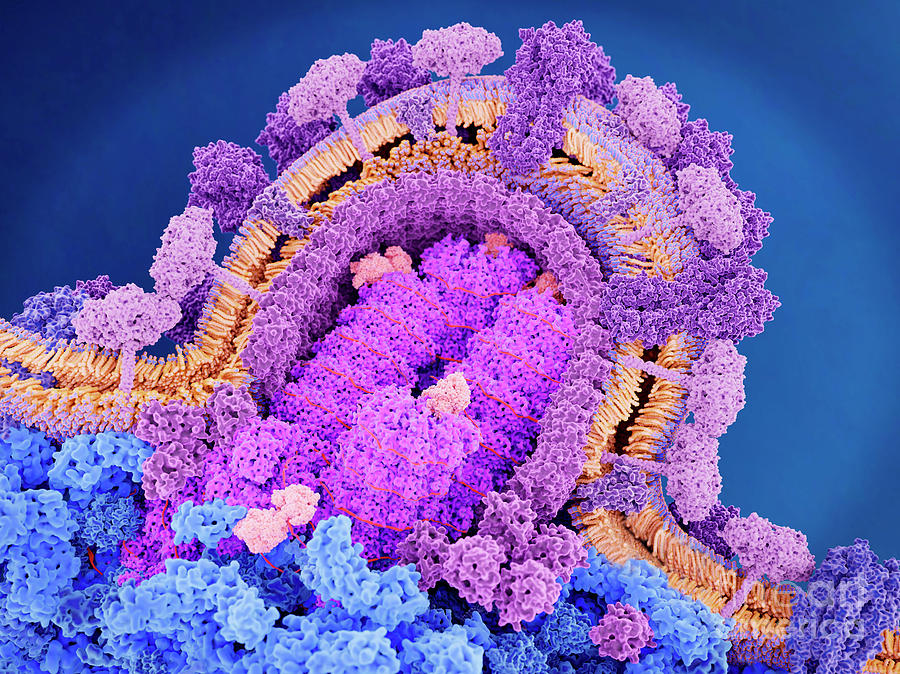 Influenza Virus Breaking Out Of A Cell Photograph by Juan Gaertner/science Photo Library