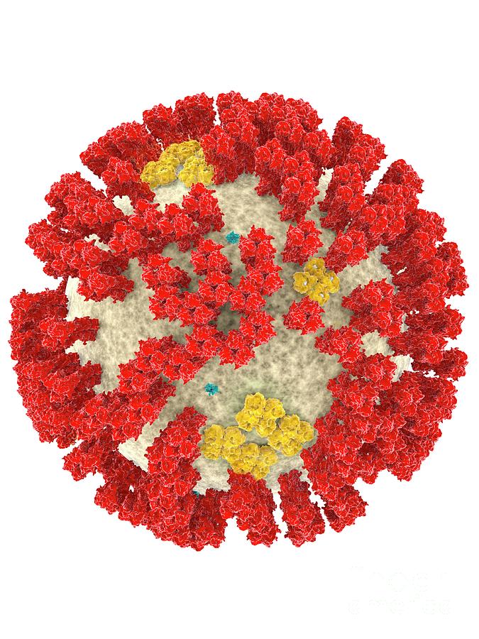 Influenza Virus H3n2 Photograph By Ramon Andrade 3dciencia/science ...