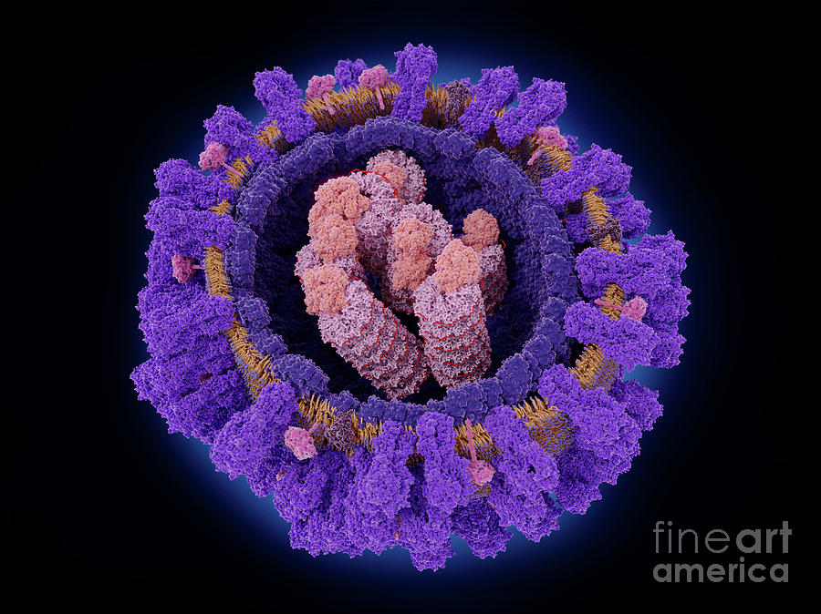 Influenza Virus Photograph By Juan Gaertner Science Photo Library