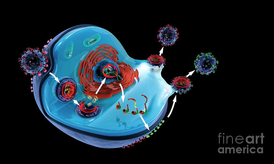 Influenza Virus Life Cycle Photograph by Jose Antonio Penas/science Photo Library