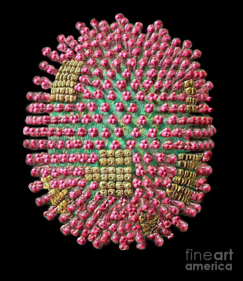Influenza Virus Particle Photograph by Russell Kightley/science Photo Library