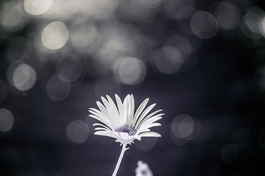 Infrared Bokeh Flower Photograph by Brian Hale