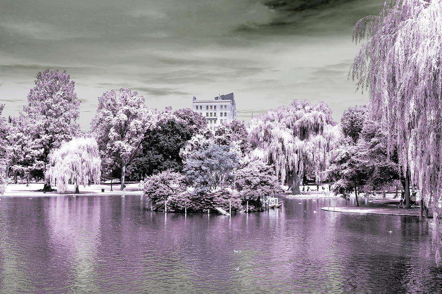 Infrared Boston Skyline On Boston Public Garden Photograph