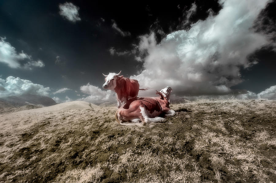 Infrared Cows Photograph by Filippo Manini