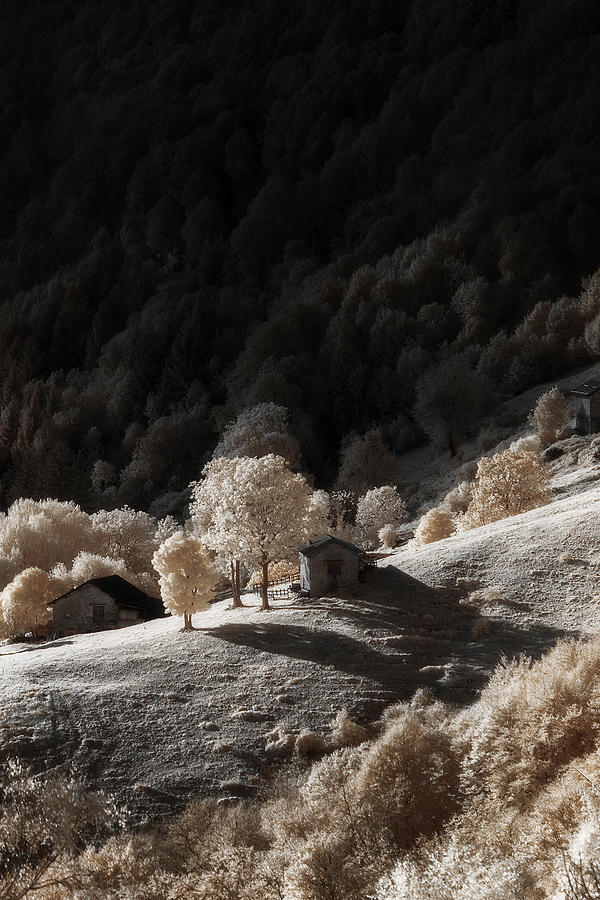 Tree Photograph - Infrared Dream by Filippo Manini