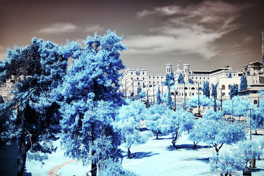 Tree Photograph - Infrared Jerusalem Days by John Rizzuto