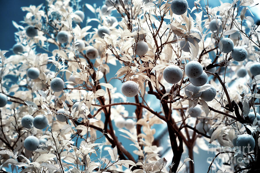 Infrared Limon Tree in Sorrento Italy Photograph by John Rizzuto