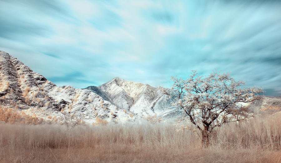 Infrared Lone Tree Photograph by Dinno Sandoval
