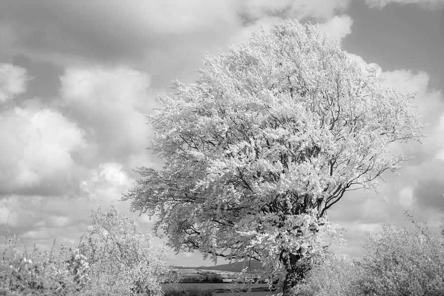 Tree Photograph - Infrared Oak by Avi Theret