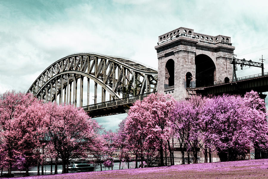 Infrared Pink Photograph by Cate Franklyn