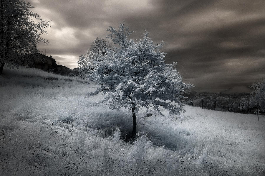 Tree Photograph - Infrared Spring by Filippo Manini