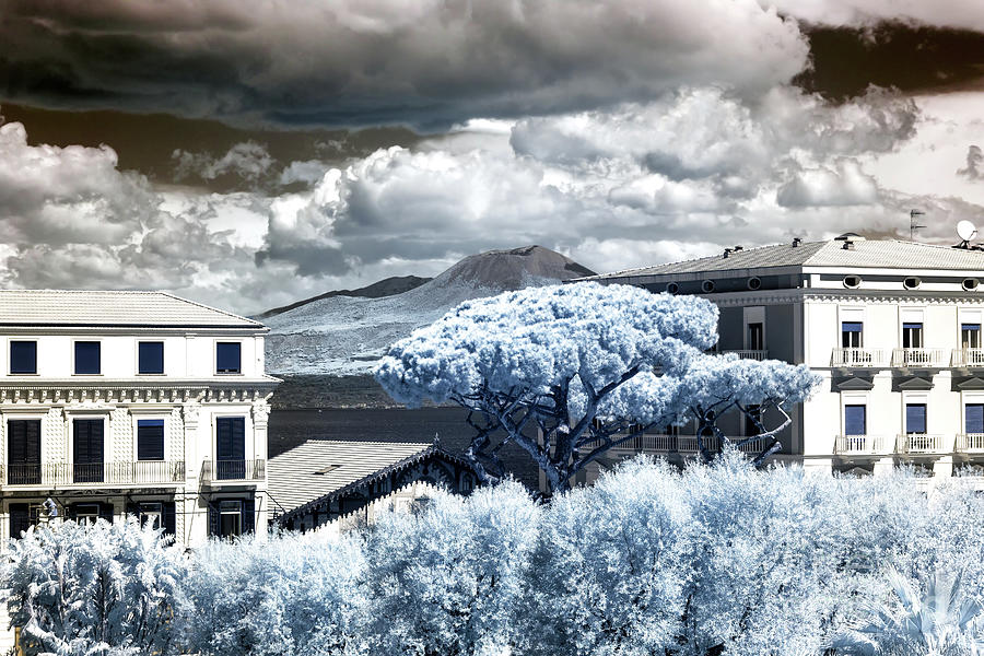 Infrared Tree in the Middle Sorrento Photograph by John Rizzuto
