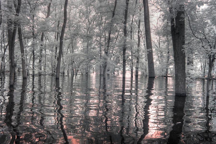 Infrared tree reflections Photograph by Jane Linders