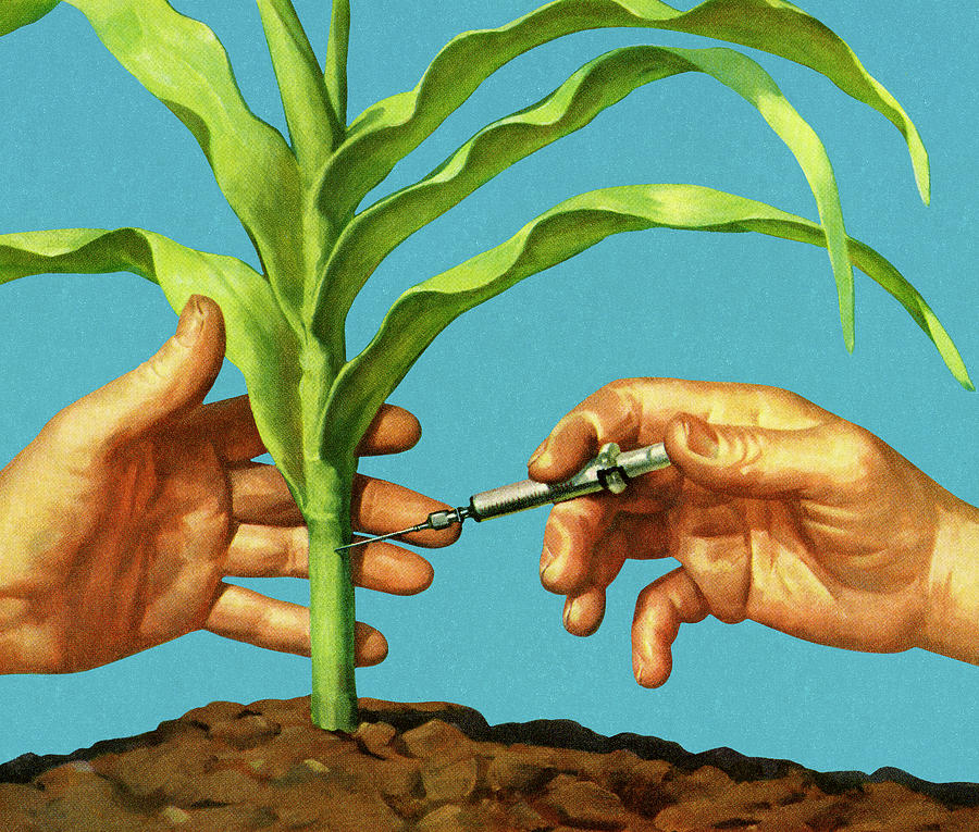 Vintage Drawing - Injecting a Corn Stalk by CSA Images