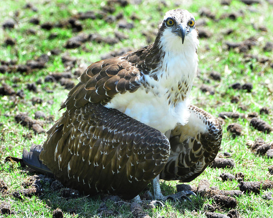Injured Osprey Photograph by Jerry Griffin