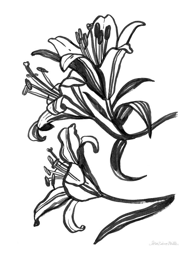 Black And White Drawing - Ink Lilies II by Sara Zieve Miller