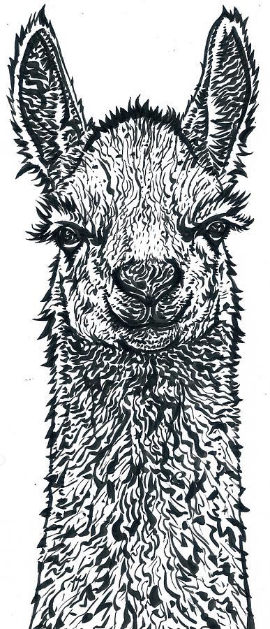 Ink Llama 1 Drawing by Fabrizio Cassetta