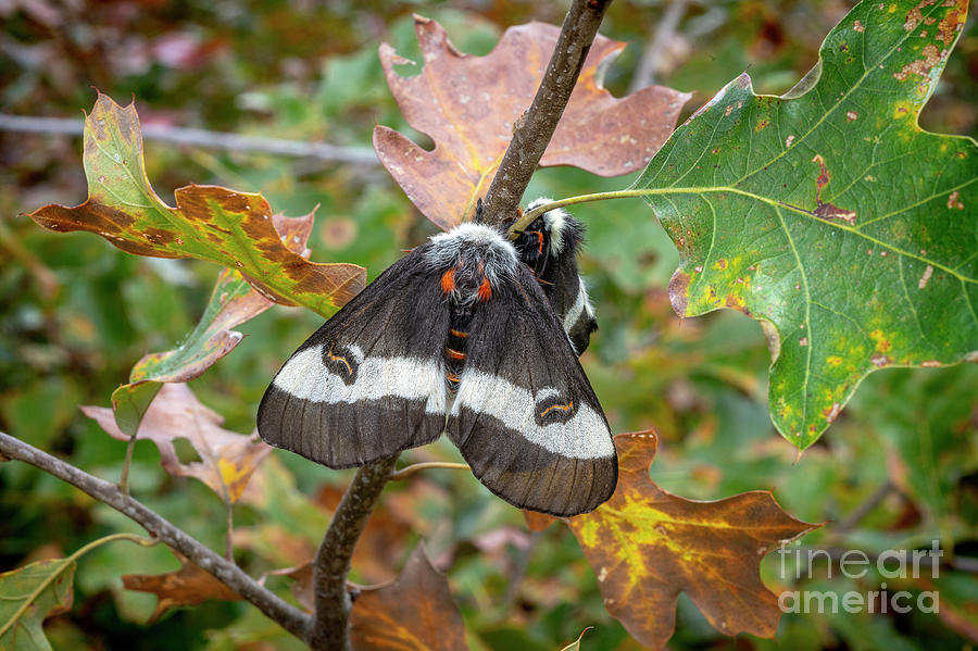 Inland Barrens Buck Moth  Photograph by Alan Schroeder
