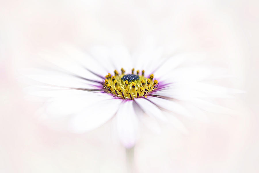 Flower Photograph - Inner Beauty by Jacky Parker
