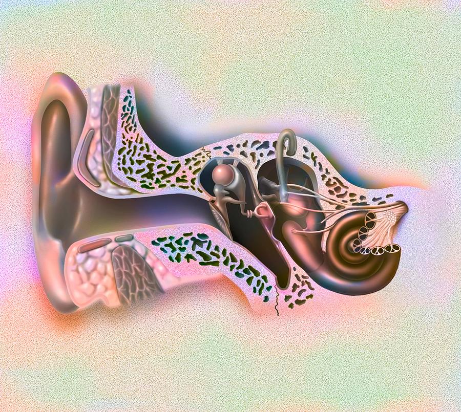 Inner Ear Drawing Photograph by Bsip
