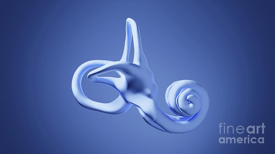 Inner Ear Photograph by Research Visualized/science Photo Library