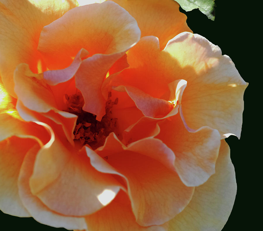 Rose Photograph - Inner Glow Close-up by Jane Loomis