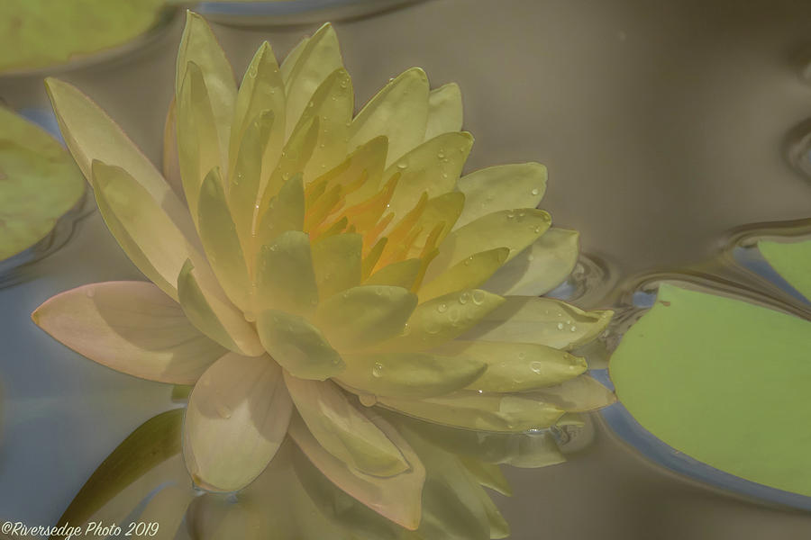 Inner Light by Ree Reid Inner Light by Ree Reid