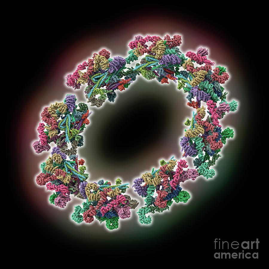 Inner Ring Of The Human Nuclear Pore Photograph by Laguna Design/science Photo Library